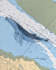 Navigation Chart Art - Whale